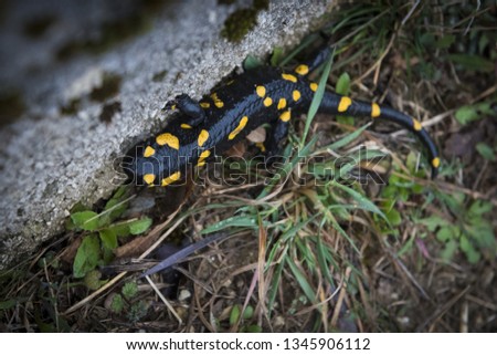 Closeup of a fire salamander (Salamandra salamandra) on the grey stone with green grass.