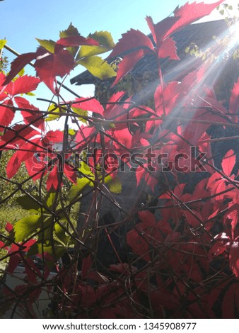 bright sunbeam on the red and green leaves of wild grapes in the autumn garden against the blue sky
