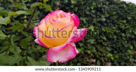 Rose flower on the branch with large varied pinks and yellows hues