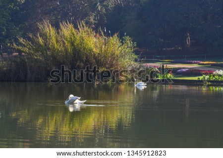 Wild white swan on a lake at botanic garden in Pyin Oo Lwin, Myanmar.