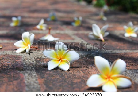 plumeria is drop scattered about on floor in morning time,close up many white flower on pathway in park,many white frangipani flowers on red brick background