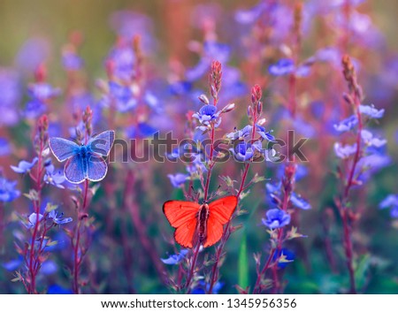 beautiful different butterfly Polyommatus Icarus are sitting and flying in the bright meadow on the delicate blue flowers in Sunny summer day