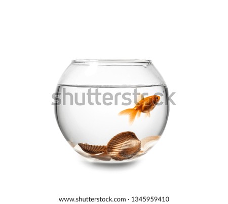 Beautiful fishbowl on white background