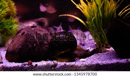 Freshwater aquarium snail, Pomacera ampularia, ampullaria australis, Brotia herculea and more
