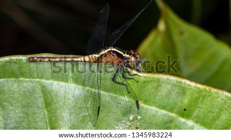 Dragonfly (Order Odonata)
