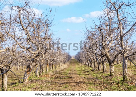 Organic Apple orchard, winter period.
