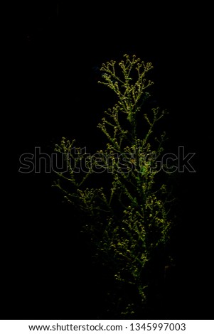 abstract plant in the morning light on   background,