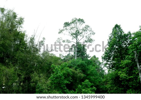 Forest and Blue sky, Garden Thailand, Asia - Image