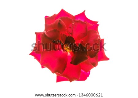 Close up red of Floribunda rose flower (Scientific name Rosa Polyantha) on white background with clipping path.