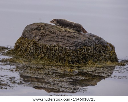 Picture of a sad depressed suffering sea dog laying on a cliff in the sea with polluted water with rock tar in it