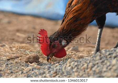  hen /chicken click 