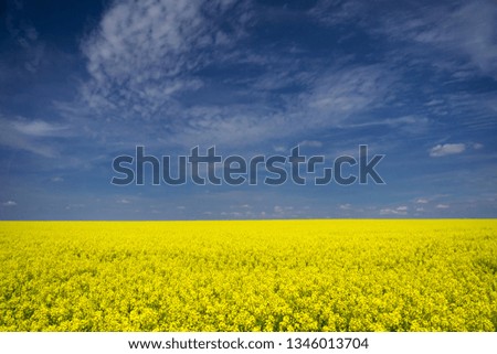 Beautiful field of yellow rapeseed flowers contrasting with a deep blue sky. 