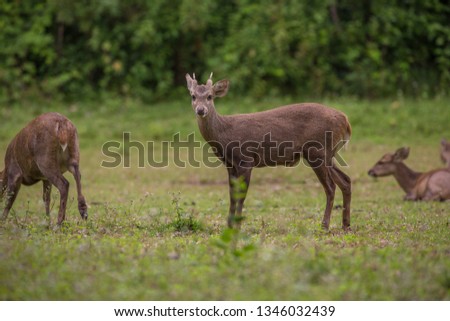 deer close-up photos om green grass.