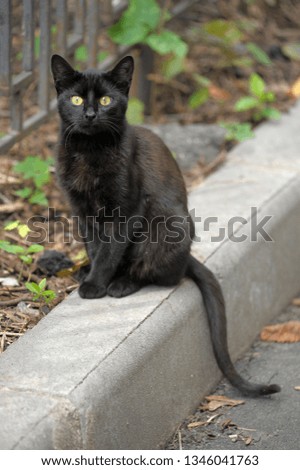 black stray cat sitting on the street