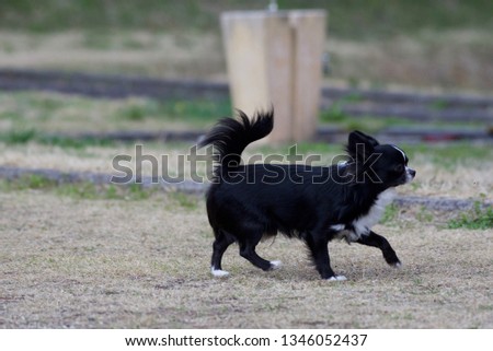 It is a picture of Chihuahuas taking a walk

