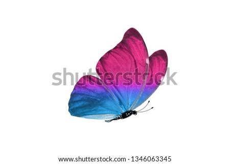 butterfly isolated on white background. colorful insect.