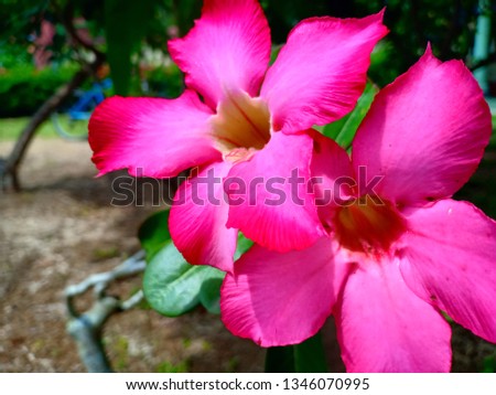 Pink flower composition for Valentine's Day - image