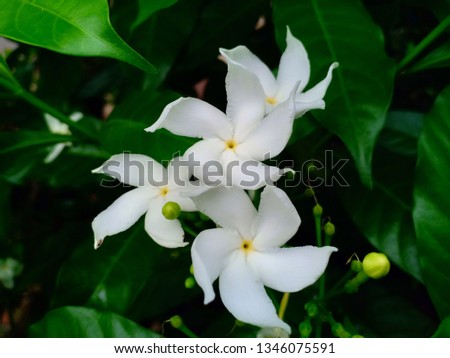 white flower in  Soft dreamy - Picture