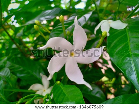 white flower in  Soft dreamy - Picture