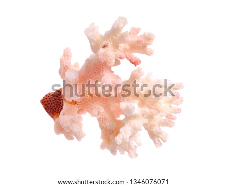 Piece of pink Coral isolated on white background. Full dept of field.