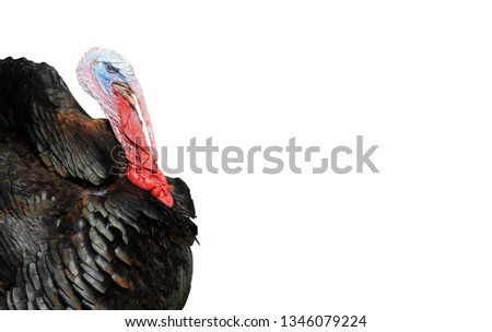The wild turkey. Domestic bird. Photo of a rare breed turkey.