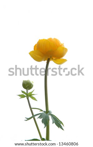 Wind yellow flower isolated white sky