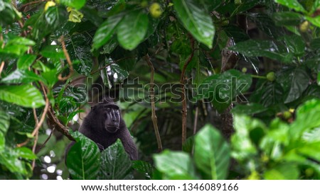 The Celebes crested macaque on the branch of the tree. Close up portrait. Crested black macaque, Sulawesi crested macaque, sulawesi macaque or the black ape.  Natural habitat. Sulawesi. Indonesia.