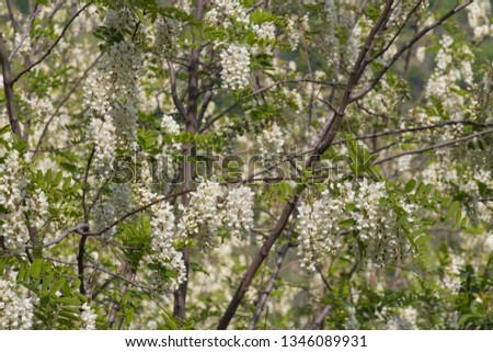 Close up view of white acacia flowering. Abundant flowering acacia branch of Robinia pseudoacacia.