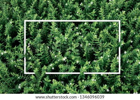 Picture frame on Green leaf texture background, above of small tree.