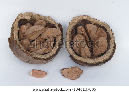Castanha do Para, white background, fruit of the tree in the family Lecythidaceae (Bertholletia excelsa). Here the opened, hard capsule, 13 cm diameter, which contains eight to 24 triangular seeds.