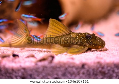Freshwater aquarium fish, armored catfish, ancistrus sp. and L pleco (classic brown and more L plecos)
