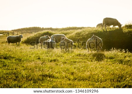 Sheep in a field at sunset in France near Boulogne-sur-Mer