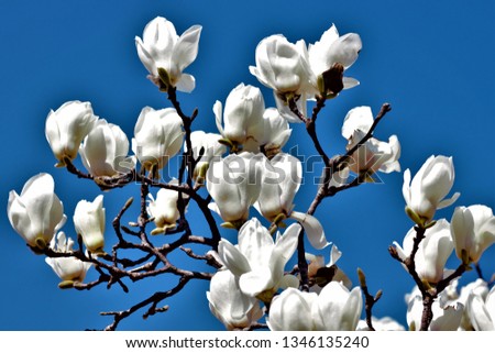 White magnolia denudata of japan