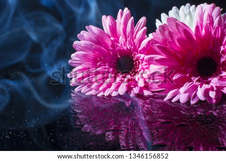 Pink gerbera on a black background with water drops. Flower.