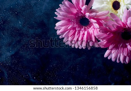 Pink gerbera on a black background with water drops. Flower.