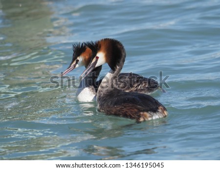 Great crested grebe (Podiceps cristatus), courtship, mating