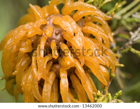 A closeup of the parasite, Rust Fungus, growing on red cedar