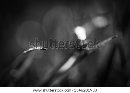 Abstract natural background. Fresh spring grass with drops on natural defocused light green background. Black and white, abstract spring summer nature concept