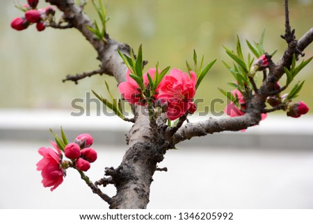 Peach blossoms blossom in spring