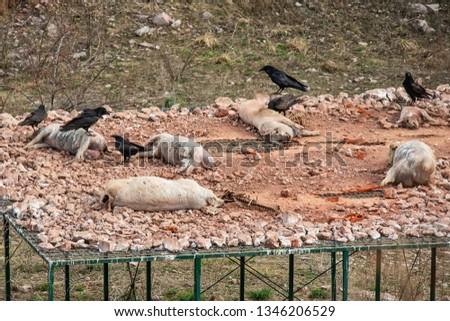Dead pigs on the platform. Eating place for birds. The ravens eat dead pigs.