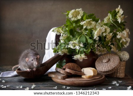 Cute little gray rat sits in a large wooden spoon with bread and cheese. Still life in vintage style with a live rat. Chinese New Year symbol
