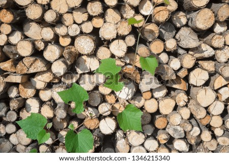 Stack of firewood and grape green creeping vine.