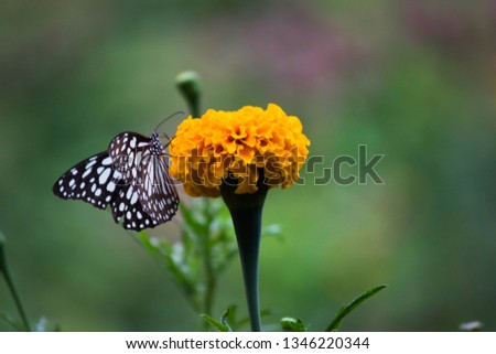 Blue Spotted Milkweed Butterfly sitting on the Marigold flower plants and drinking Nectar