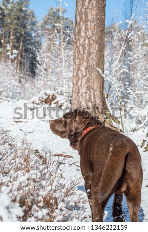 Labradors retrievers dogs photography from back in snowy winter latvian forest