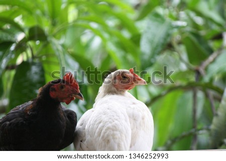 Chicken broilers. Poultry farm. White chicken 