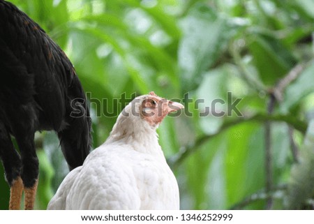 Chicken broilers. Poultry farm. White chicken 