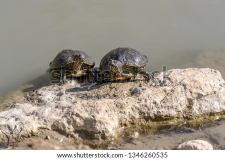 The red-eared slider (Trachemys scripta elegans), two turtles on the rock