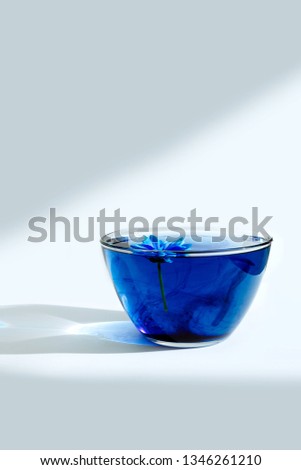 Blue flower in glass plate with water and blue acrylic paint. Bright rays sunlight with shadow on white background and blue astra. Still life. Top view