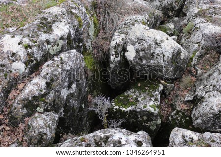 Moss covered rocks and dried leaves