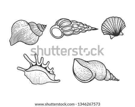 Sea shell set sketch engraving raster illustration. Scratch board style imitation. Black and white hand drawn image.